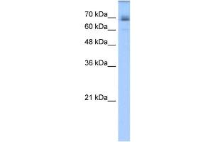 LNX1 antibody used at 1. (LNX1 antibody  (C-Term))
