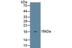 Detection of Recombinant RLN3, Rat using Monoclonal Antibody to Relaxin 3 (RLN3) (Relaxin 3 antibody  (AA 1-140))