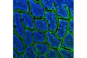 IF analysis of CD13/Anpep using anti-CD13/Anpep antibody (ABIN7602222). (CD13 antibody  (AA 642-965))