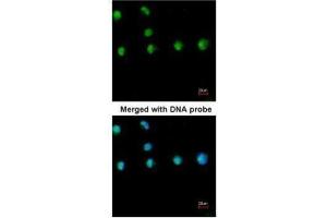 ICC/IF Image Immunofluorescence analysis of paraformaldehyde-fixed HeLa, using COUP TF1 , antibody at 1:200 dilution. (NR2F1 antibody  (N-Term))