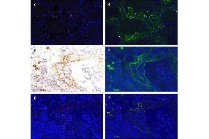 Immunofluorescence (IF) image for anti-SARS-CoV-2 Spike (C-Term) antibody (ABIN1030641)