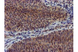 Image no. 5 for anti-Coiled-Coil-Helix-Coiled-Coil-Helix Domain Containing 5 (CHCHD5) (AA 1-110) antibody (ABIN1490561) (CHCHD5 antibody  (AA 1-110))