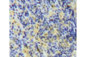 Used in DAB staining on fromalin fixed paraffin-embedded spleen tissue (LY75/DEC-205 antibody  (AA 216-503))