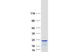Western Blotting (WB) image for Protein Phosphatase 1, Regulatory (Inhibitor) Subunit 14A (PPP1R14A) protein (Myc-DYKDDDDK Tag) (ABIN2729472)