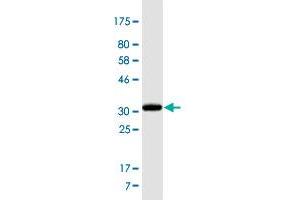 Western Blot detection against Immunogen (34. (ADAMTS3 antibody  (AA 1048-1128))
