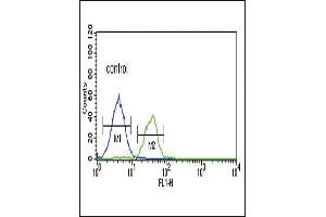 LRRN3 Antibody (N-term) (ABIN651109 and ABIN2840075) flow cytometric analysis of K562 cells (right histogram) compared to a negative control cell (left histogram). (LRRN3 antibody  (N-Term))