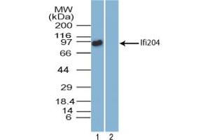 Image no. 2 for anti-Interferon Activated Gene 204 (Ifi204) (AA 70-120) antibody (ABIN960220)