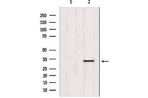 Western blot analysis of extracts from mouse brain, using OVOL1 Antibody. (OVOL1 antibody  (N-Term))