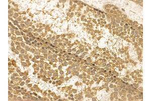 SERC1 Mouse Monoclonal Antibody at 1/100 staining mouse testis tissue by IHC-P. (SERINC1 antibody  (C-Term))