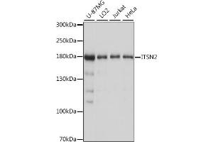 Western blot analysis of extracts of various cell lines, using ITSN2 antibody (ABIN7268015) at 1:1000 dilution. (Intersectin 2 antibody  (AA 500-620))