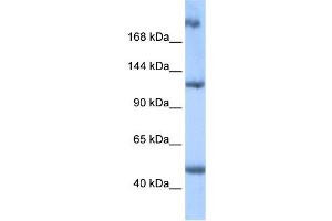 WB Suggested Anti-APC2 Antibody Titration:  0. (APC2 antibody  (Middle Region))