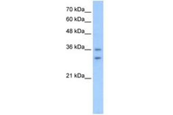 OR6C70 antibody  (C-Term)
