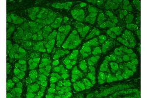 Immunohistochemistry analysis using Mouse Anti-CaMKII Monoclonal Antibody, Clone 22B1 . (CAMKII gamma antibody  (Atto 488))