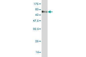 Western Blot detection against Immunogen (70. (IDO1 antibody  (AA 1-403))