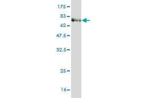 Western Blot detection against Immunogen (70. (IDO1 antibody  (AA 1-403))