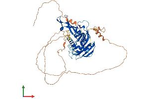 AlphaFold protein structure predicition of Mouse Recombinant Usp17la Protein, UniprotID Q61068 (Usp17la Protein (AA 1-526) (His tag))