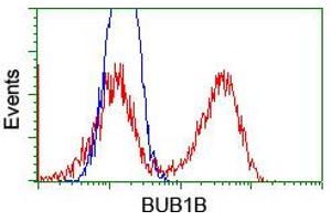 Image no. 4 for anti-Budding Uninhibited By Benzimidazoles 1 Homolog beta (Yeast) (BUB1B) antibody (ABIN1496996) (BUB1B antibody)