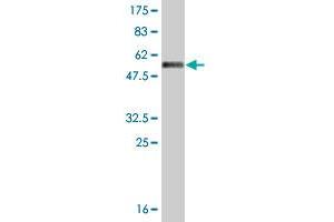 Western Blot detection against Immunogen (56. (MFI2 antibody  (AA 21-302))