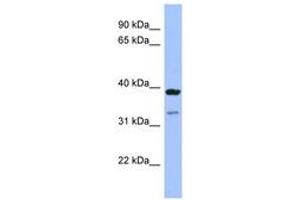 Image no. 1 for anti-Ras Association (RalGDS/AF-6) Domain Family (N-terminal) Member 7 (RASSF7) (AA 251-300) antibody (ABIN6741633) (RASSF7 antibody  (AA 251-300))