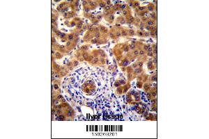 Mouse Nrbp2 Antibody immunohistochemistry analysis in formalin fixed and paraffin embedded human liver tissue followed by peroxidase conjugation of the secondary antibody and DAB staining. (NRBP2 antibody  (C-Term))