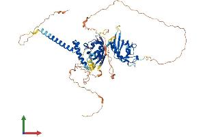 AlphaFold protein structure predicition of Human Recombinant NPAS1 Protein, UniprotID Q99742 (NPAS1 Protein (AA 1-590) (His tag))