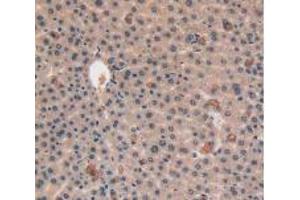 IHC-P analysis of Mouse Liver Tissue, with DAB staining. (VEGFC antibody  (AA 108-223))