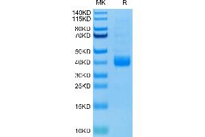 SDS-PAGE (SDS) image for Natural Cytotoxicity Triggering Receptor 1 (NCR1) (AA 22-254) protein (His tag,Biotin) (ABIN7275349)