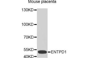 CD39 antibody  (AA 1-180)