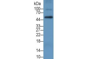 Rabbit Detection antibody from the kit in WB with Positive Control:  Sample Human THP1 cell lysate. (CD4 ELISA Kit)