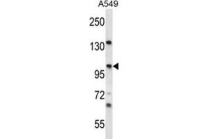 Western Blotting (WB) image for anti-Unc-45 Homolog A (UNC45A) antibody (ABIN2996976) (UNC45A antibody)