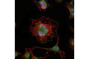 Immunofluorescence analysis of Hela cells using LHX2 mouse mAb (green). (LHX2 antibody)
