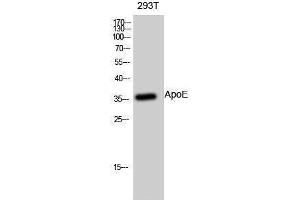 Western Blotting (WB) image for anti-Apolipoprotein E (APOE) (Internal Region) antibody (ABIN3180487) (APOE antibody  (Internal Region))