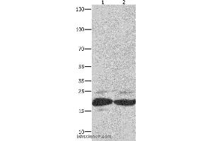 Western blot analysis of Mouse spleen tissue and RAW264. (FADD antibody)