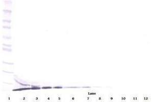 Image no. 3 for anti-Chemokine (C-X-C Motif) Ligand 12 (CXCL12) antibody (ABIN465703) (CXCL12 antibody)
