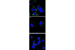 Confocal immunofluorescence analysis of cells using RTN3 monoclonal antibody, clone 1E11  (green).