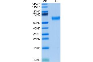 Mouse FLT3 Ligand on Tris-Bis PAGE under reduced condition. (FLT3LG Protein (AA 27-189) (Fc Tag))