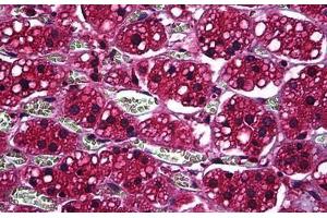 Human Adrenal: Formalin-Fixed, Paraffin-Embedded (FFPE) (Prosaposin antibody  (AA 18-525))