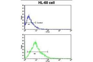 Flow cytometric analysis of HL-60 cells using HLA-DRA Antibody (C-term) (bottom histogram) compared to a negative control cell (top histogram).