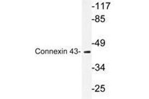 Western blot analyzes of Connexin 43 antibody in extracts from mouse heart cells. (Connexin 43/GJA1 antibody)
