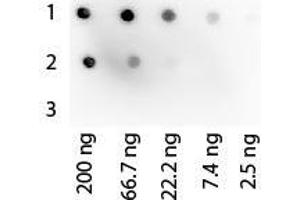 Image no. 1 for Protein G protein (HRP) (ABIN964529)