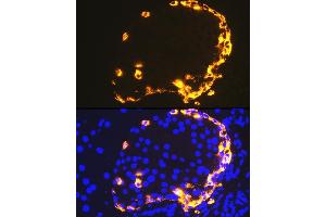 Immunofluorescence analysis of mouse pancreas using GLP-1 antibody (ABIN7267392) at dilution of 1:100. (Glucagon antibody)