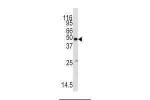 Western blot analysis of anti-MARS2 Antibody (AP7841b) in mouse testis tissue lysates (35ug/lane).