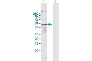 Western Blot analysis of FOXA3 expression in transfected 293T cell line by FOXA3 MaxPab polyclonal antibody. (FOXA3 antibody  (AA 1-350))