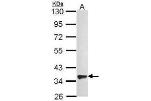WB Image Sample (30 ug of whole cell lysate) A: A549 10% SDS PAGE antibody diluted at 1:1000 (GPR82 antibody)