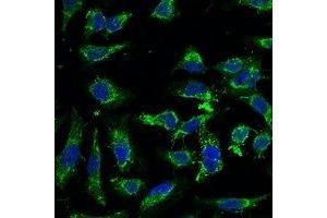 Immunofluorescent analysis of Swiprosin-2 staining in Hela cells. (EFHD1 antibody)