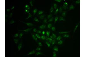 Immunofluorescence analysis of HeLa cell using SELPLG antibody. (SELPLG antibody  (AA 40-280))