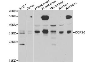 Western blot analysis of extracts of various cell lines, using COPS6 antibody (ABIN5974254) at 1/1000 dilution. (COPS6 antibody)