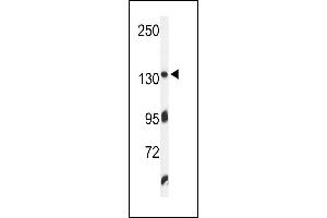 Western blot analysis of ZO1 Antibody (C-term) (ABIN650980 and ABIN2840020) in K562 cell line lysates (35 μg/lane). (TJP1 antibody  (C-Term))