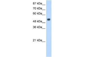 WB Suggested Anti-DRB1 Antibody Titration:  1. (DRB1 antibody  (N-Term))