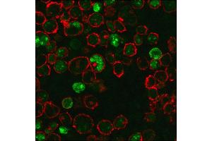 Immunofluorescence (IF) image for anti-Nucleophosmin (Nucleolar phosphoprotein B23, Numatrin) (NPM1) (AA 185-287) antibody (ABIN6940219)